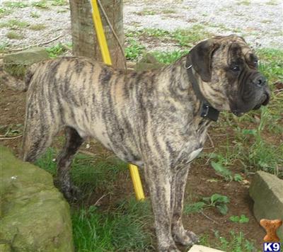 Stud Dogs - Bullmastiff