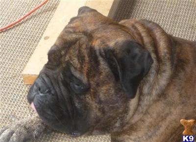 Stud Dogs - Bullmastiff