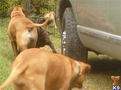 Puppies for Adoption