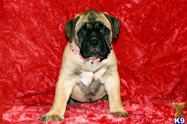 Bullmastiff Puppies