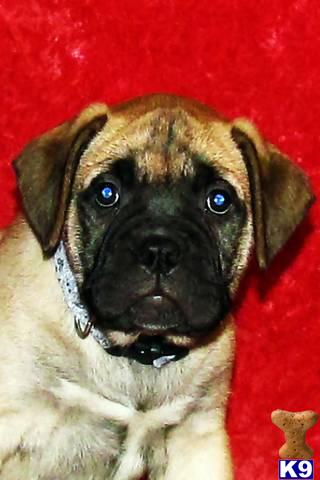Bullmastiff Puppies