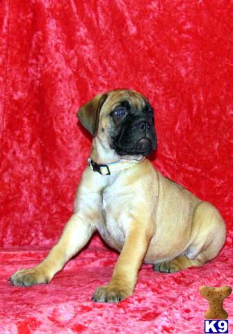 Bullmastiff Puppies