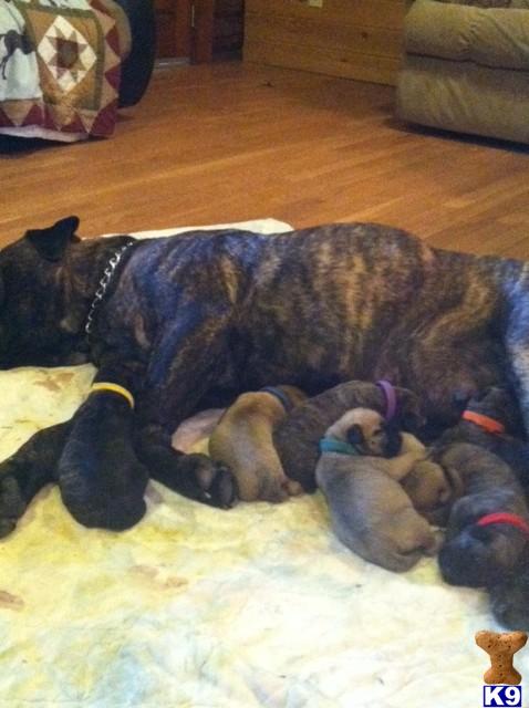 Puppies in Sevierville