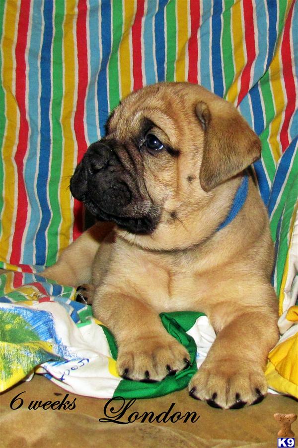 Puppies in Sevierville