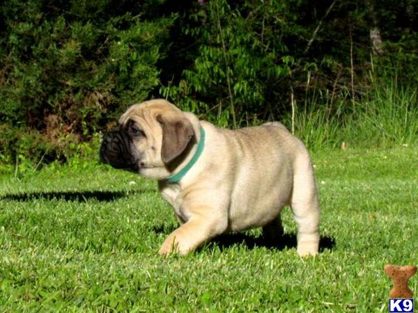 Puppies in Sevierville