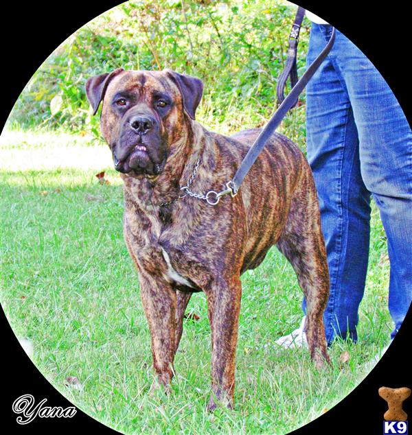 mastiff puppies oregon puppies for sale in oregon brindle mastiff puppies for sale breeds picture mastiff puppies oregon puppies for sale in oregon brindle mastiff puppies for sale breeds picture