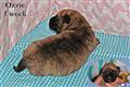 Bullmastiff