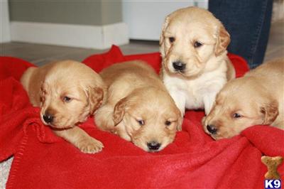 Puppies in Cabool