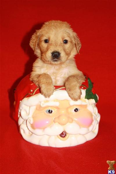 Puppies in Cabool