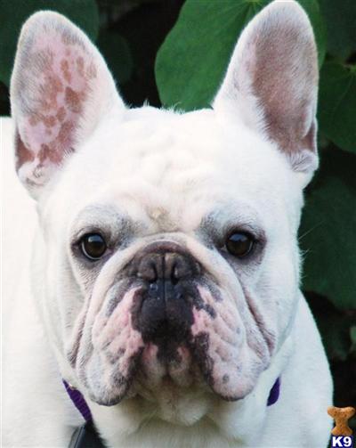 Stud Dogs - French Bulldog