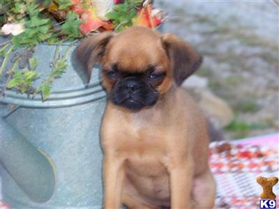 Brussels Griffon Puppies for Sale