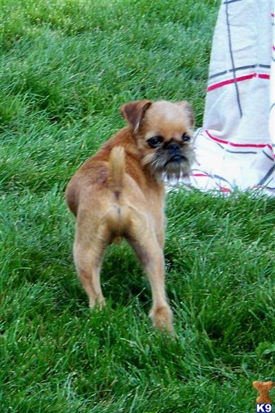 Brussels Griffon Puppies for Sale