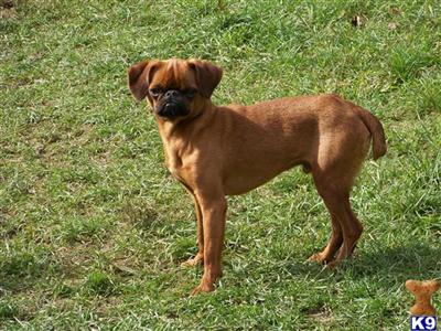 Dogs for Sale in OH