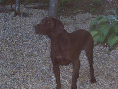 Stud Dogs - German Shorthaired Pointer
