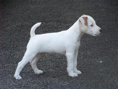 Puppies in MA
