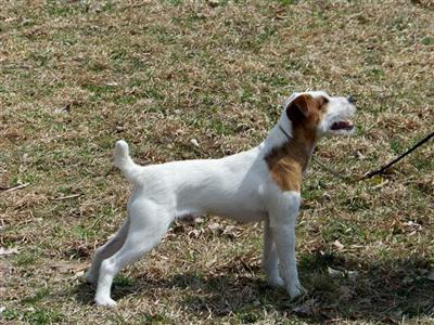 Stud Dogs - Jack Russell Terrier