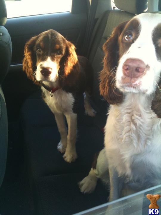 Stud Dogs - English Springer Spaniel