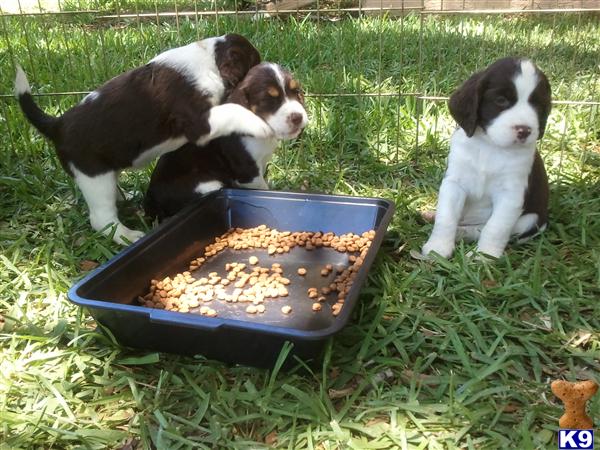 Puppies in Melbourne