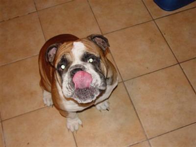 Stud Dogs - English Bulldog
