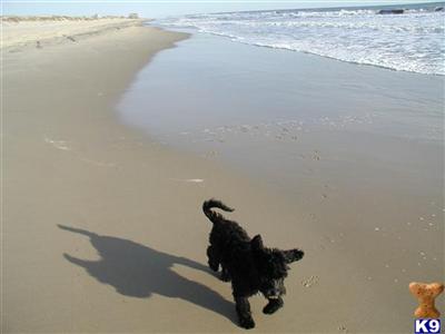 Portuguese Water Dog Puppies for Sale