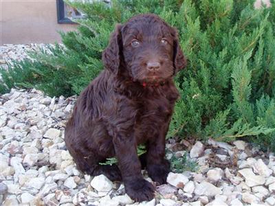 Dogs - Labradoodle