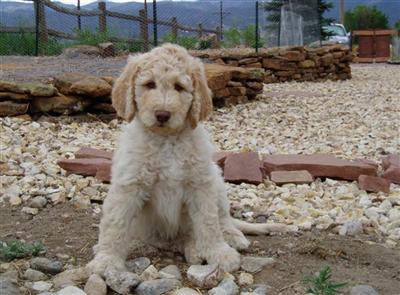 Dogs for Sale in CO