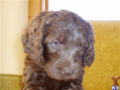 Labradoodle Puppies for Sale