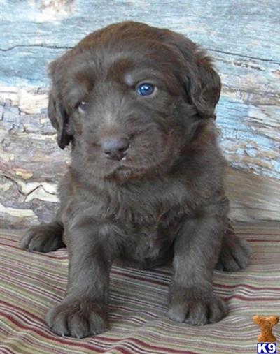 Labradoodle Puppies for Sale