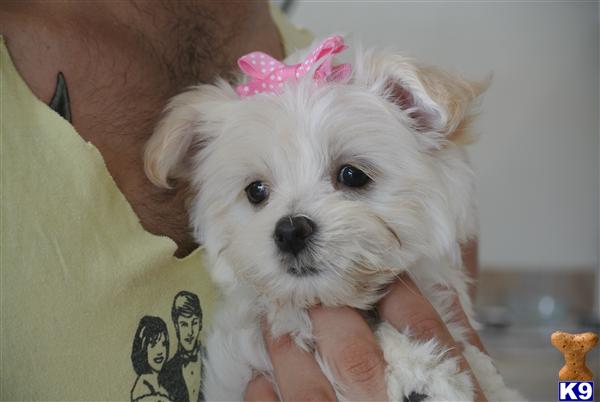 Puppies in Baytown