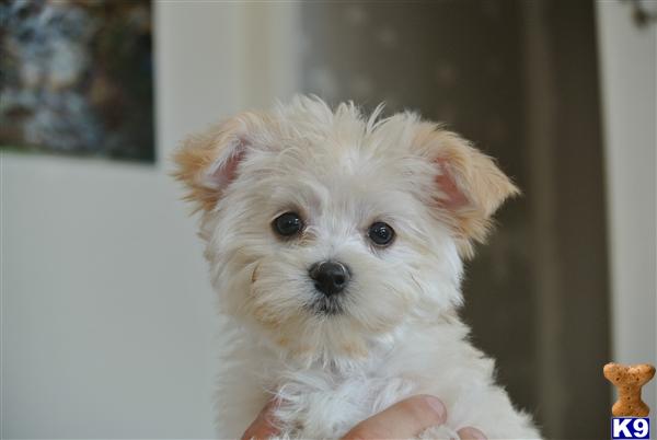 Puppies in Baytown
