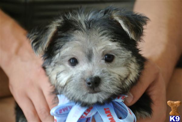 Puppies in Baytown