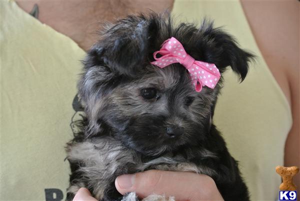 Puppies in Baytown