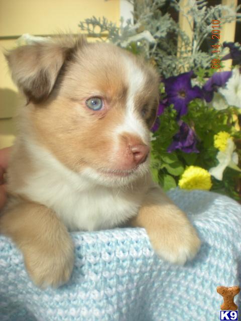 Puppies in Tacoma