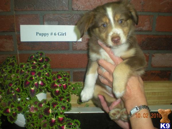 Puppies in Tacoma