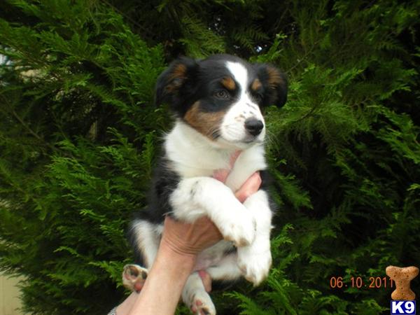 Puppies in Tacoma