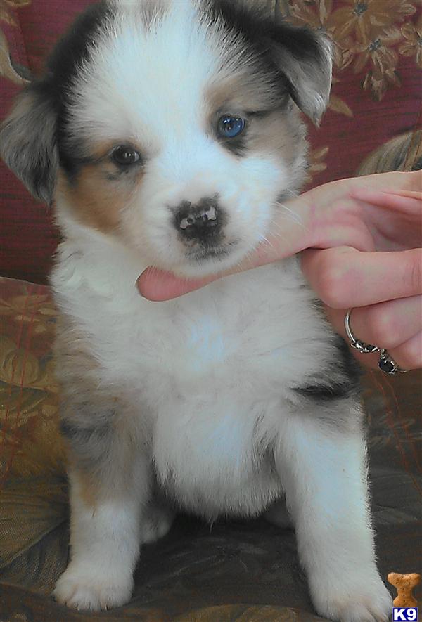 australian shepherd puppies washington document moved australian shepherd puppies washington document moved