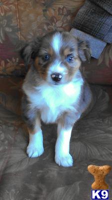 Puppies in WA