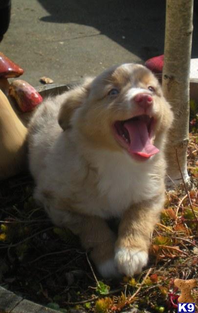 Puppies in Tacoma