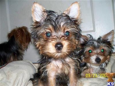 Puppies in IL