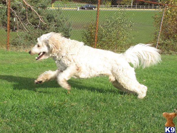 Stud Dogs - Goldendoodles