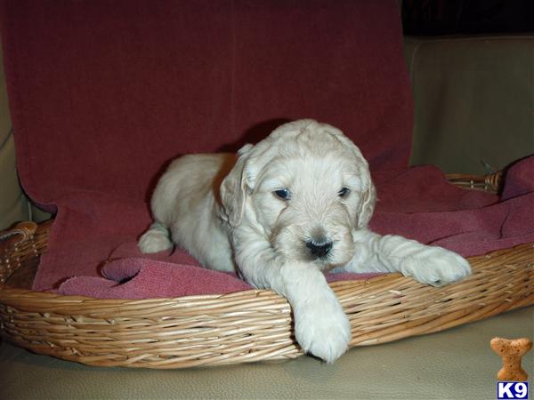 Goldendoodles Puppies