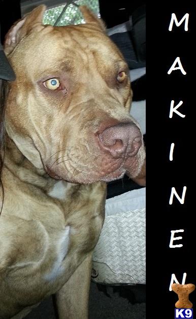 Stud Dogs - American Pit Bull