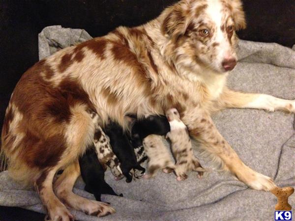 puppies for sale in houma la document moved puppies for sale in houma la document moved