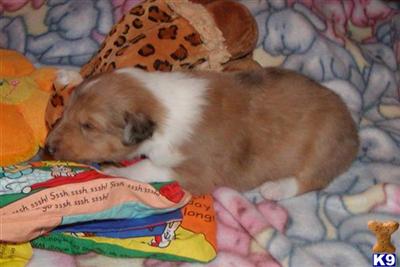 Collie Puppies for Sale
