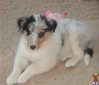 Collie Puppies for Sale