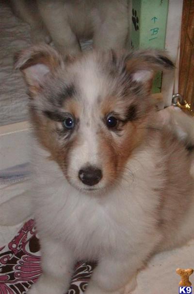 Collie Puppies for Sale