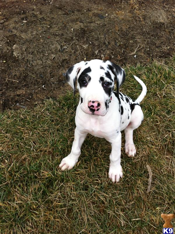 Puppies in Charlestown
