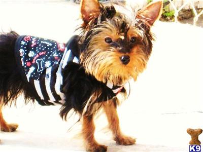 Stud Dogs - Yorkshire Terrier