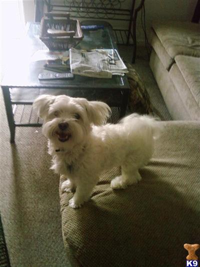 Stud Dogs - Maltese