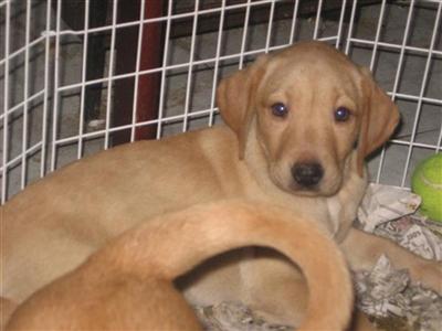 Labrador Retriever Puppies in TX